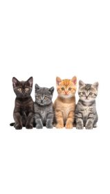 Cat Collections Wooden Puzzle (Option: Style33-A3)